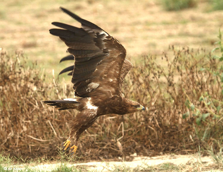   Lesser Spotted Eagle Aquila pomarina  ,Hula valley,October 2010,Lior Kislev